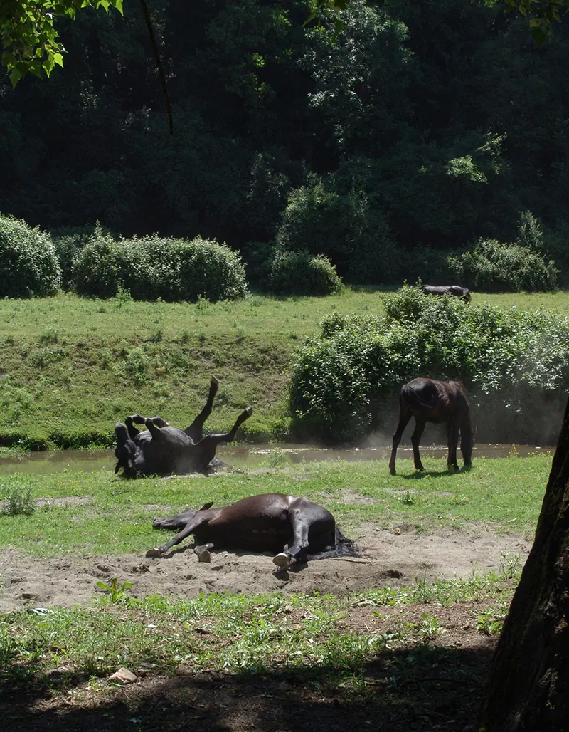 Cavalli al pascolo nel prato e uno che si rotola nella sabbia, nel verde del Parco di Veio